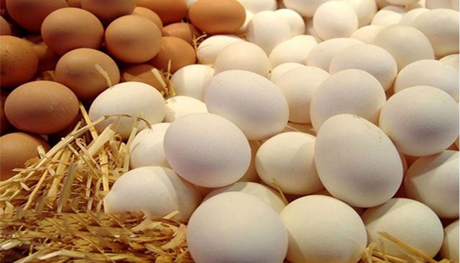 گرانی بیشتر تخم مرغ در راه است