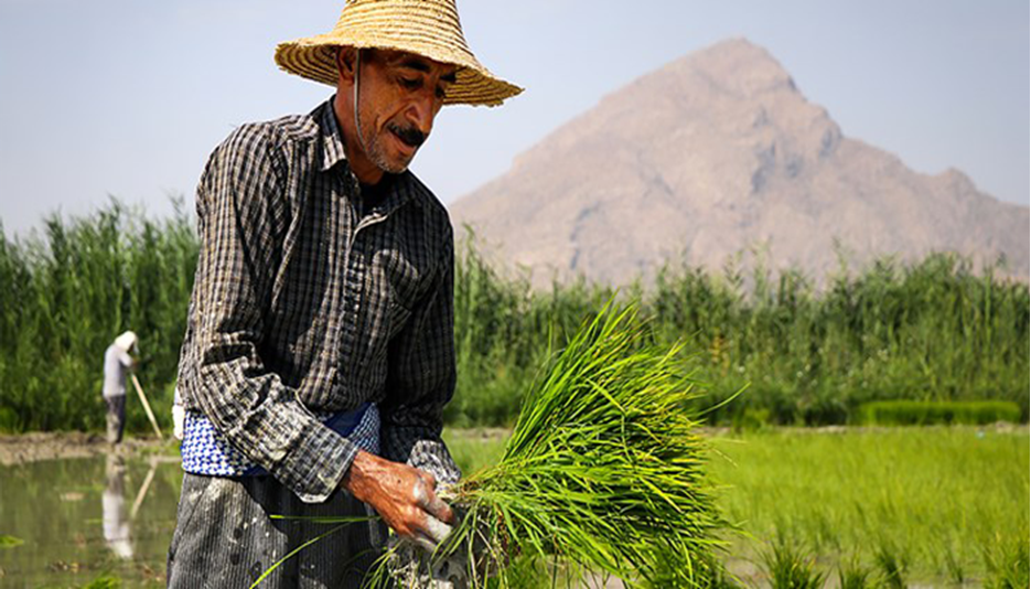 ثروتمندان پارسال 17 برابر کم درآمدها برنج ایرانی مصرف کردند