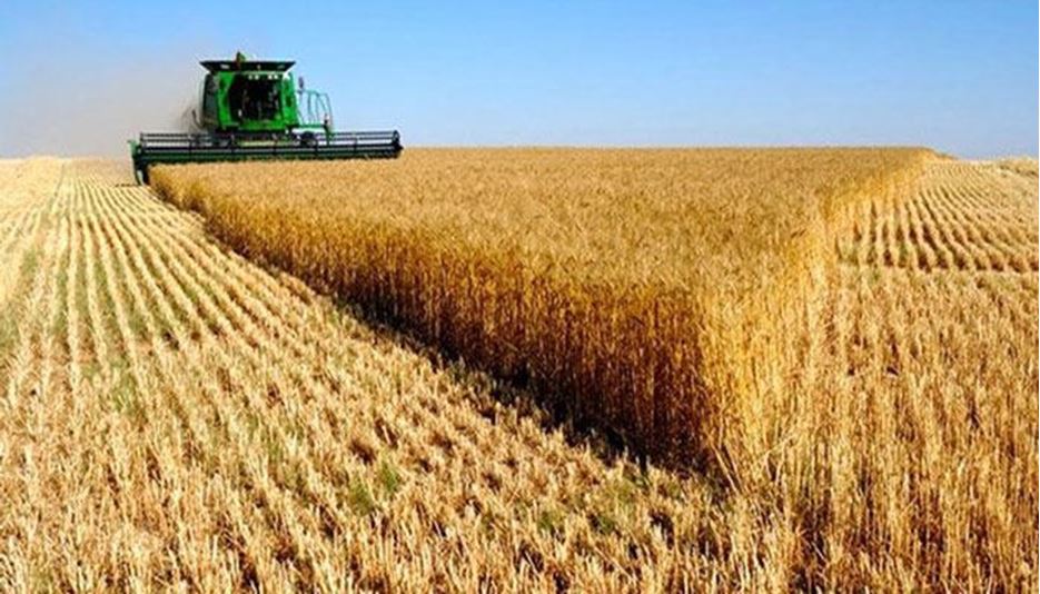 خرید گندم از کشاورزان به 500 هزار تن رسید