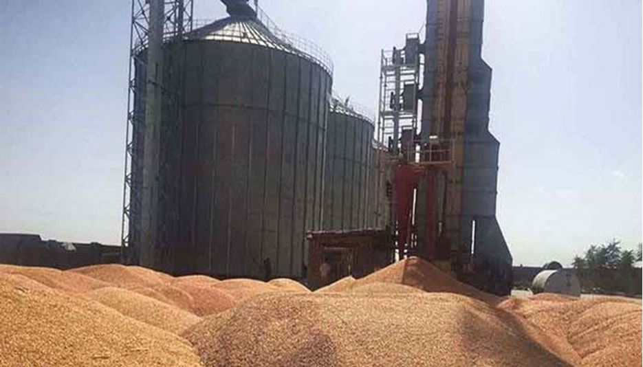 میزان خرید گندم در کشور  افزایش یافت