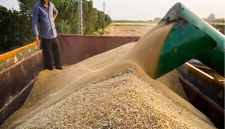 خرید ۷ میلیون تن گندم از کشاورزان